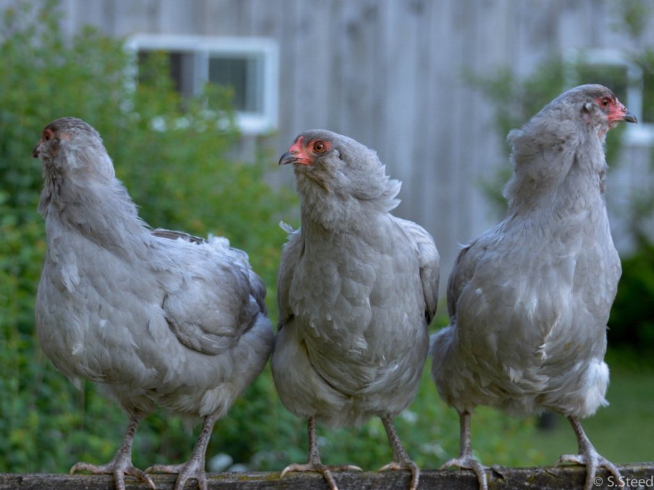 Амераукана куры Лаванда