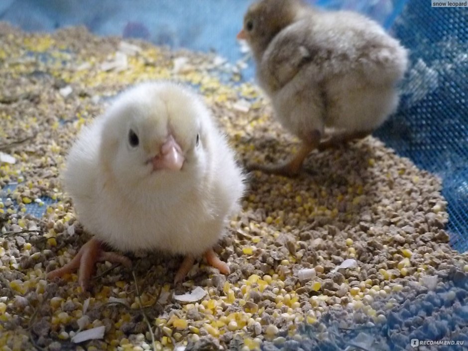 Цыплята Амераукана с шапочкой фото