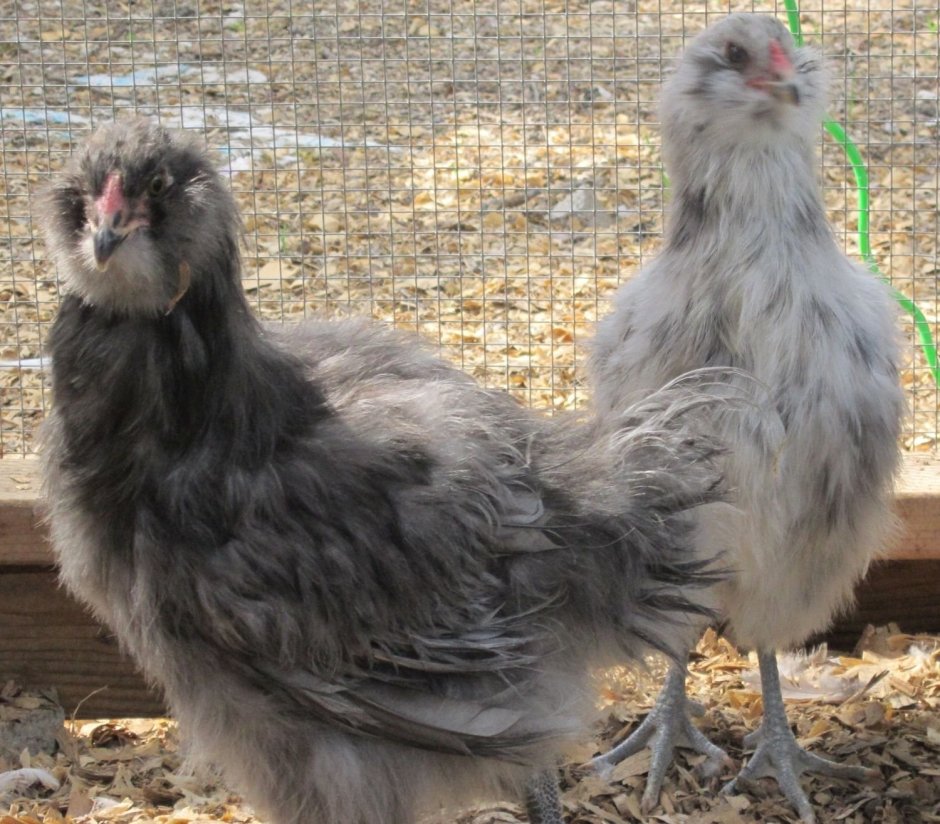 Цыплята Амераукана