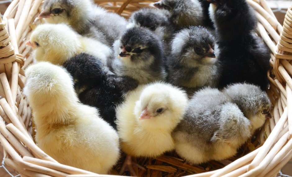 Цыплята Амераукана