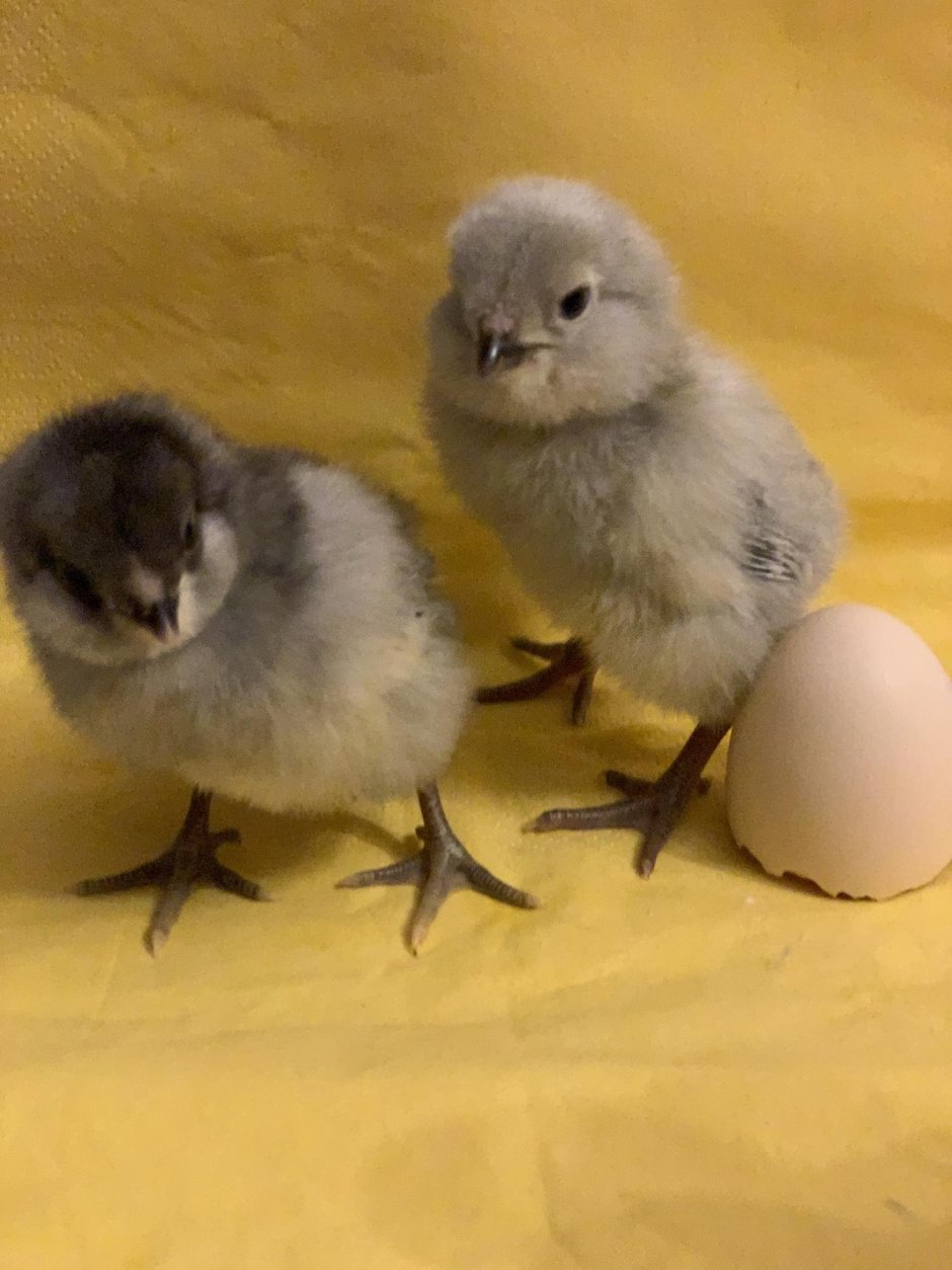 Цыплята Амераукана