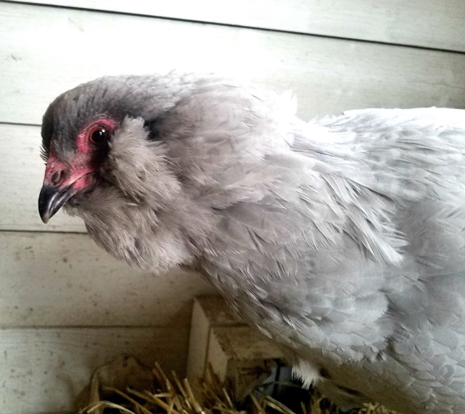 Амераукана Лавандовая