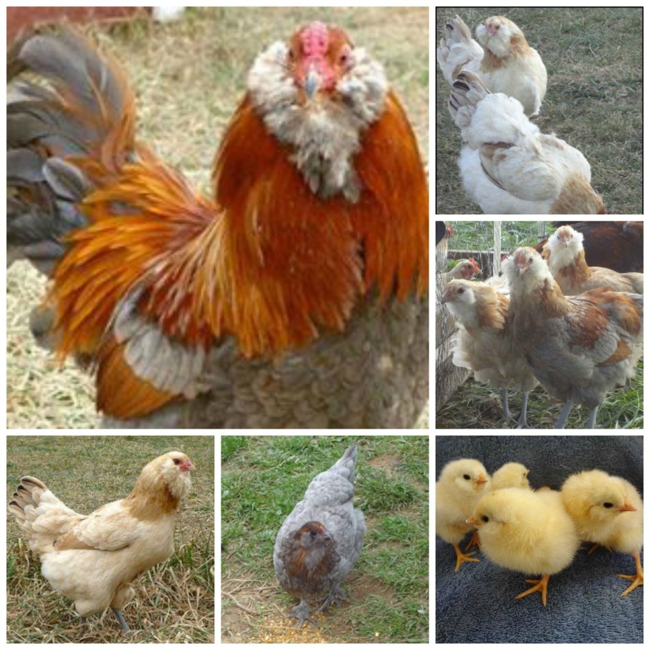 Амераукана порода кур цыплята