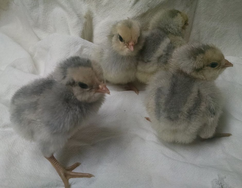Голубые цыплята