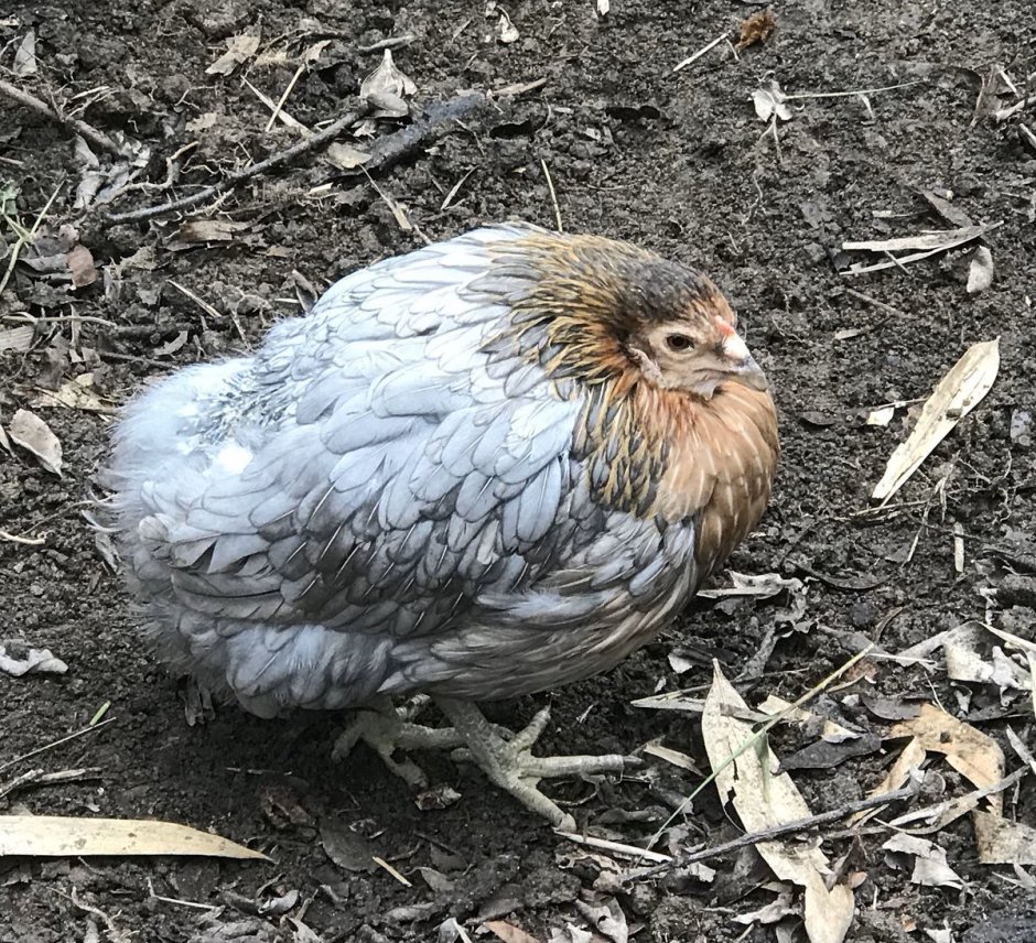 Араукана серебристогривый