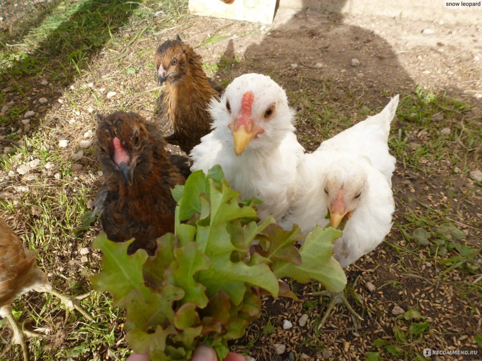 Цыплята Амераукана 1 месяц