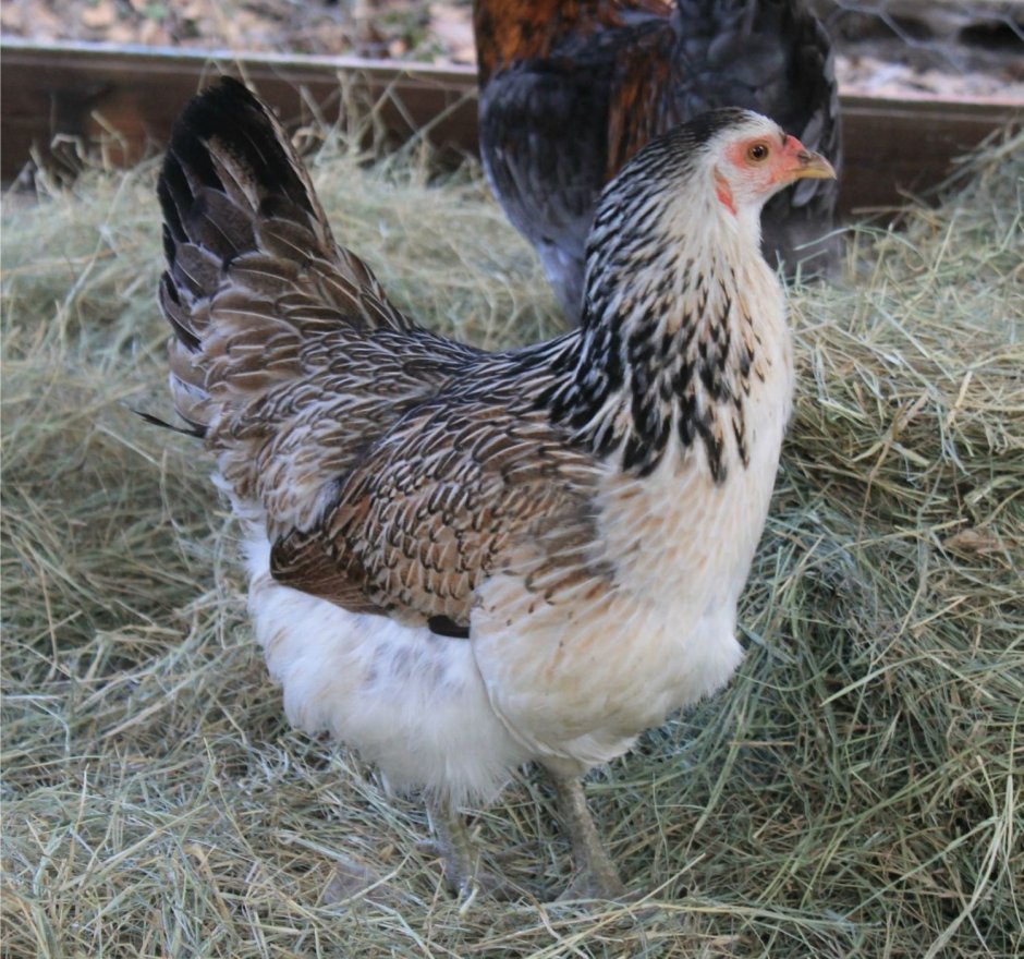 Амераукана Сильвер