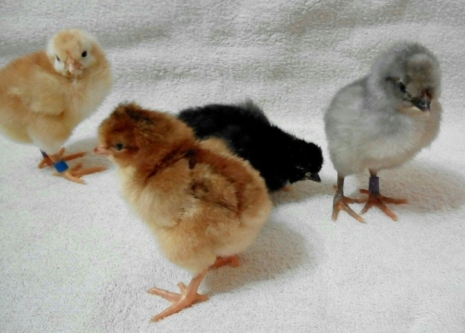 Русская хохлатая цыплята