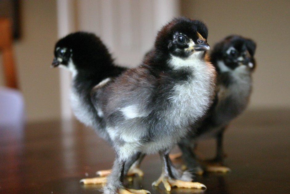 Цыплята Маран черно медный