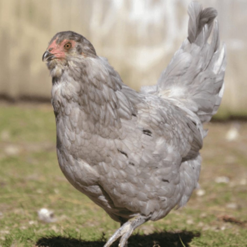 Араукана и Амераукана