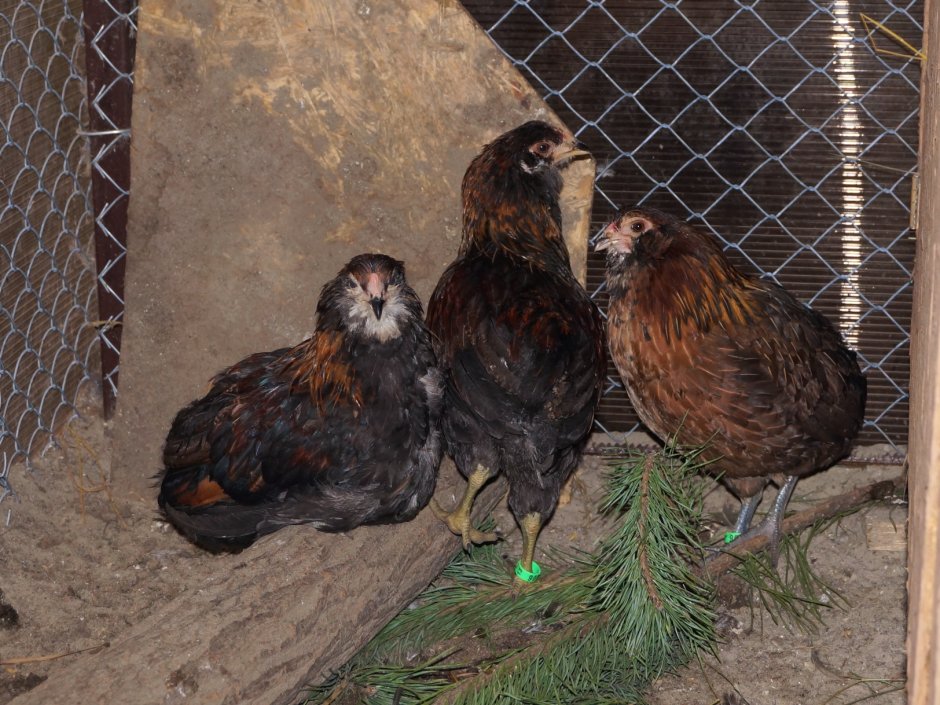 Куры Араукана яйца