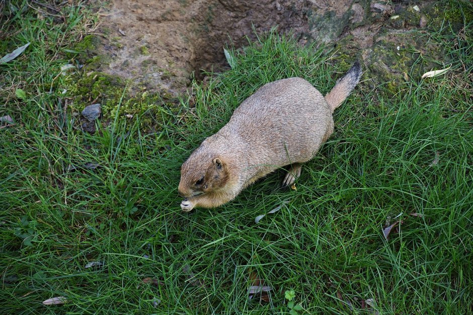 Медведка крыса