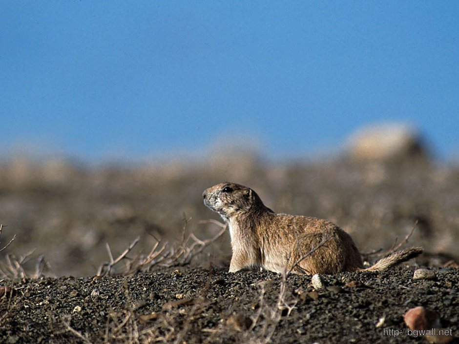 Полевая собачка