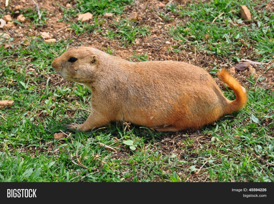 Собачки Грызуны на даче