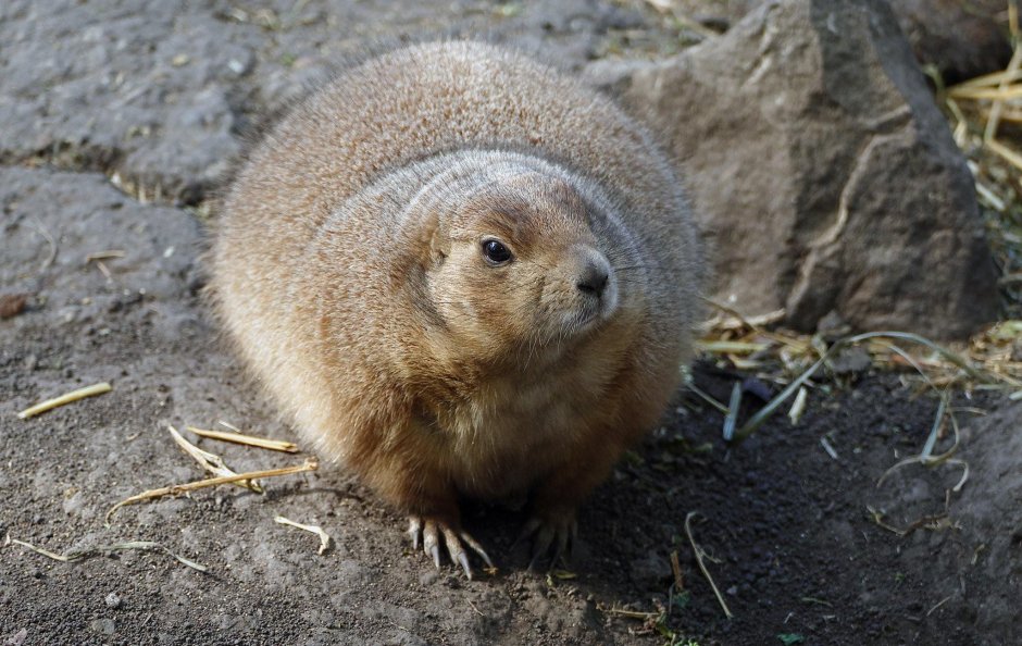 Cynomys ludovicianus