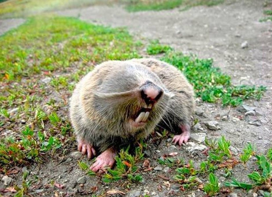 Крот слепыш