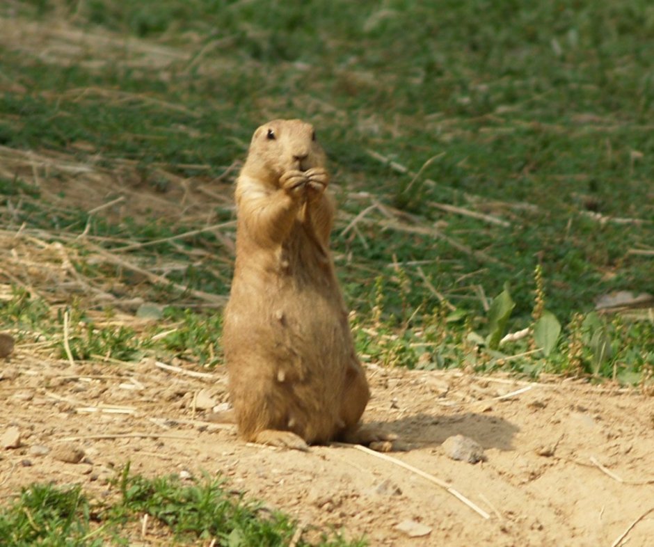 Луговые собачки Cynomys