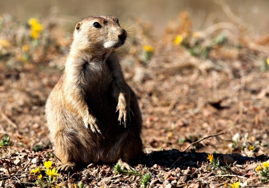 Луговая собачка Гуннисона