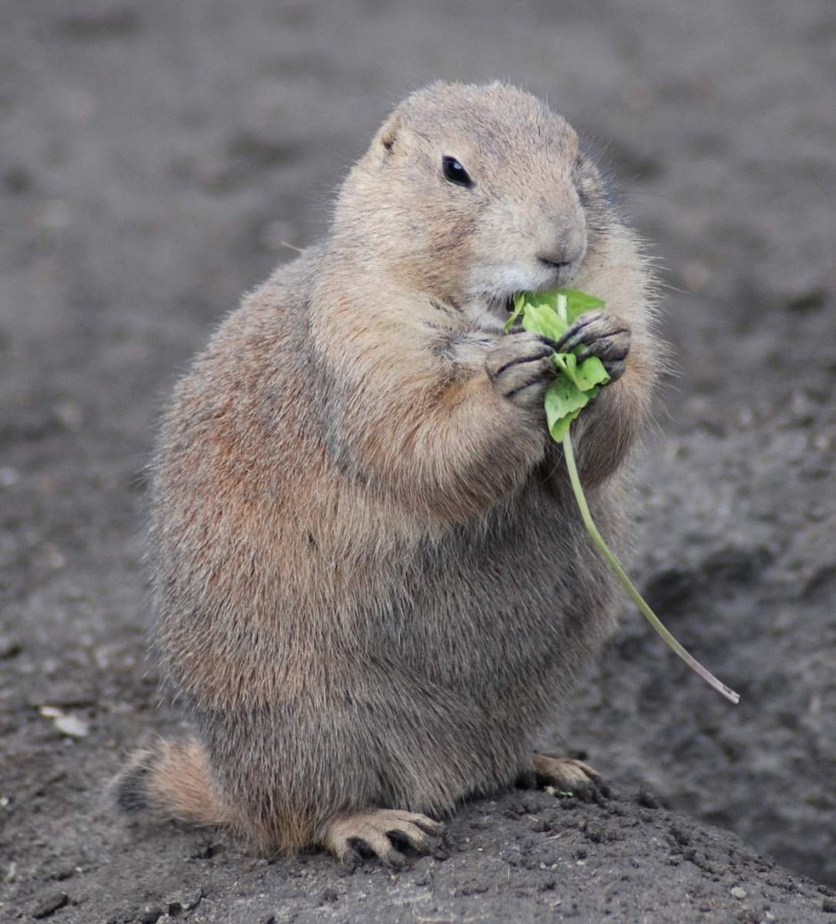 Мексиканская Луговая собачка