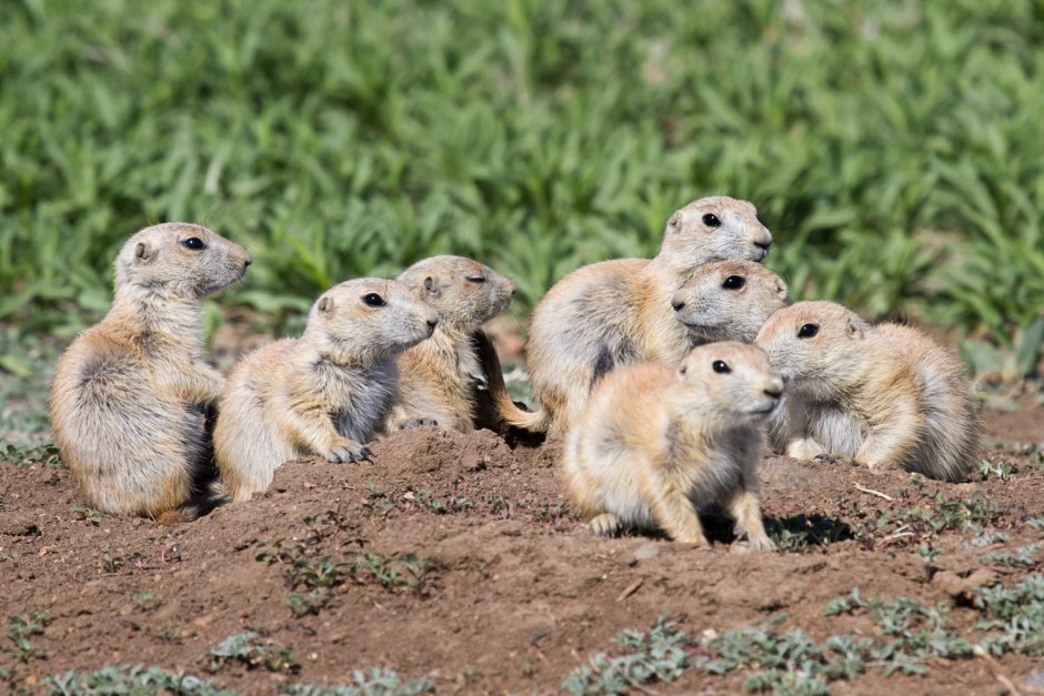 Луговые собачки Грызуны