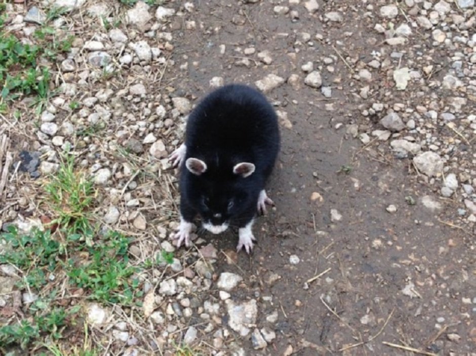 Китайская собачка грызун огородный