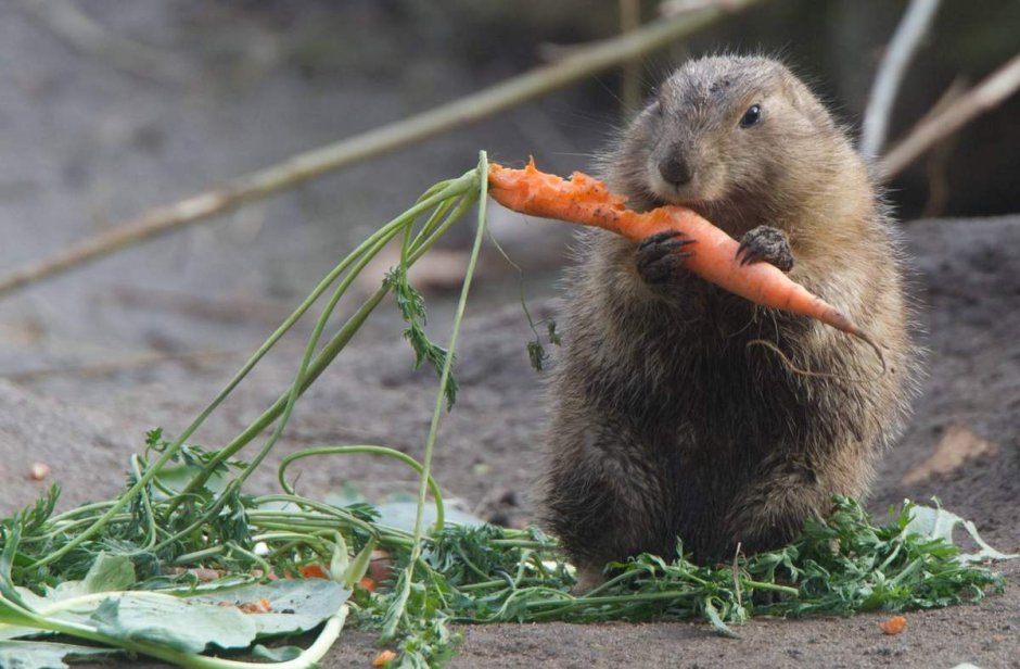 Грызуны в огороде