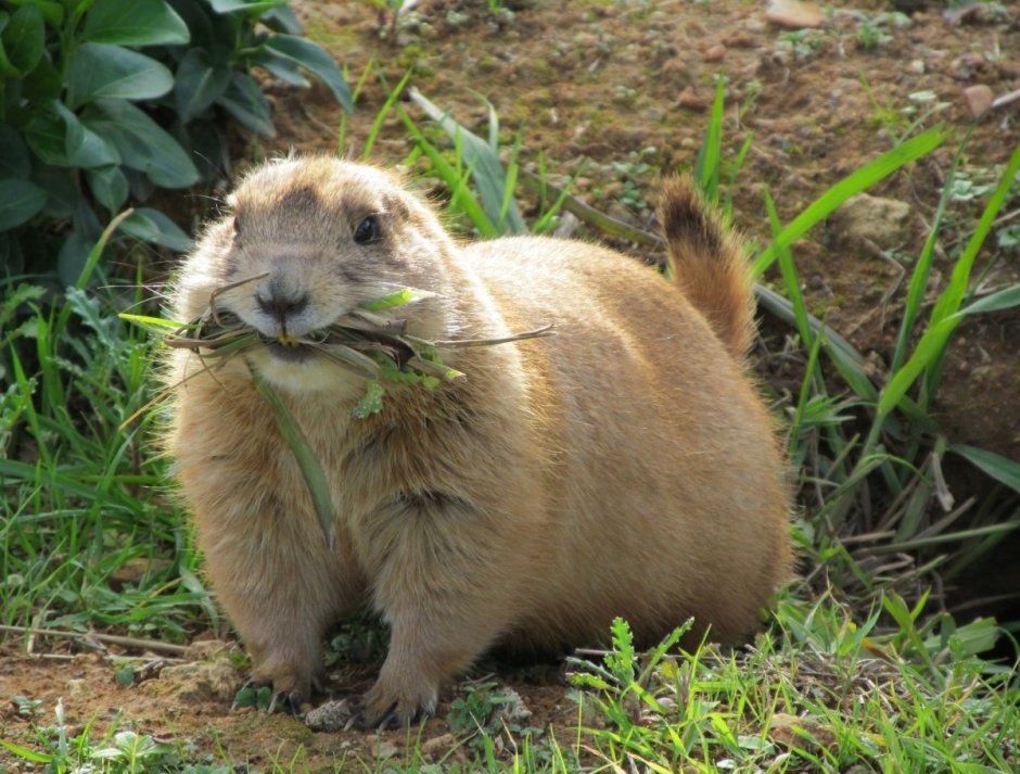 Ютасская Луговая собачка