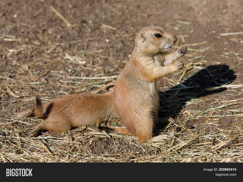 Китайская Земляная собачка
