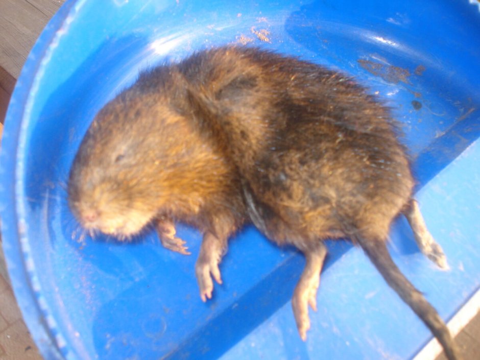 Огородная крыса