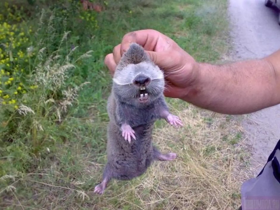 Крыса слепыш