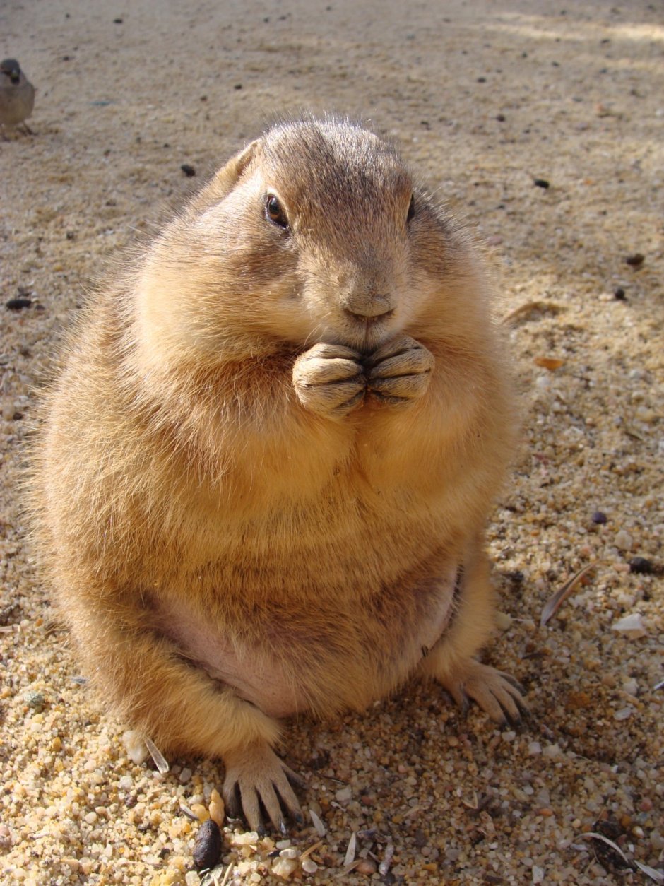 Ютская Луговая собачка