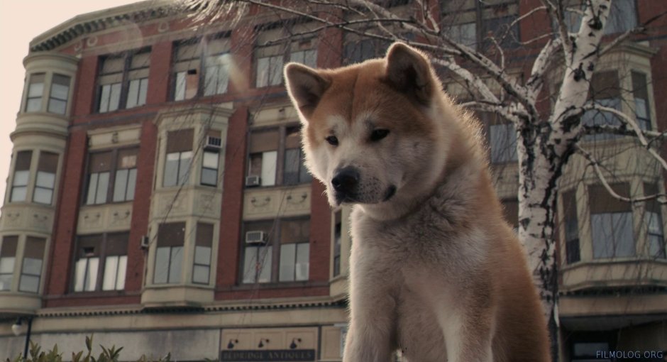 Чико Лайла и Форест