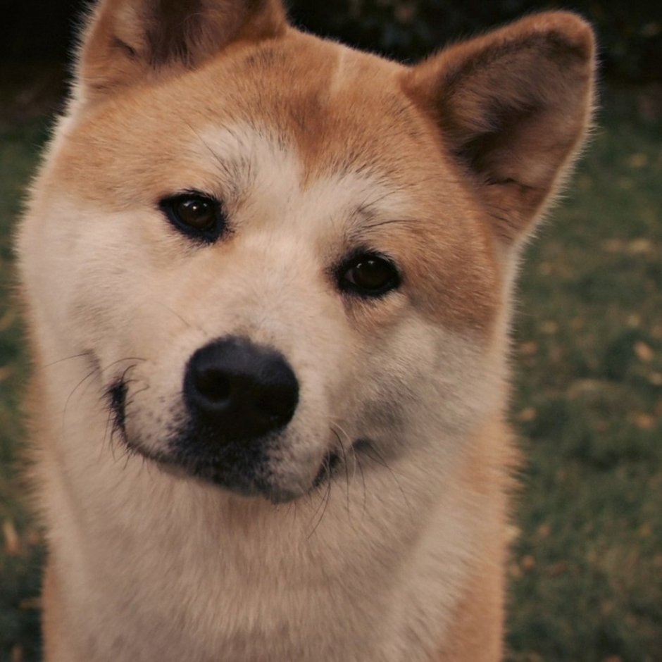 Собака из Хатико