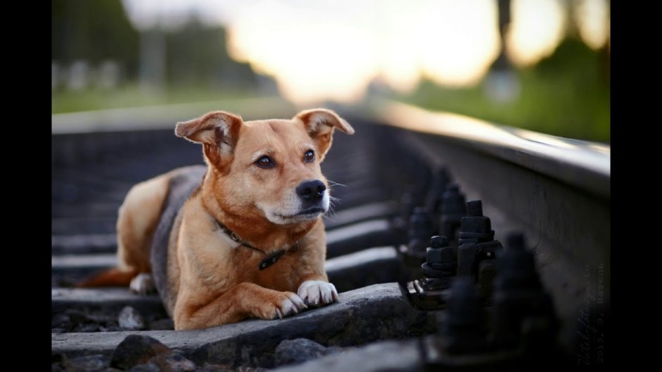 Собаки дворняга на рельсах