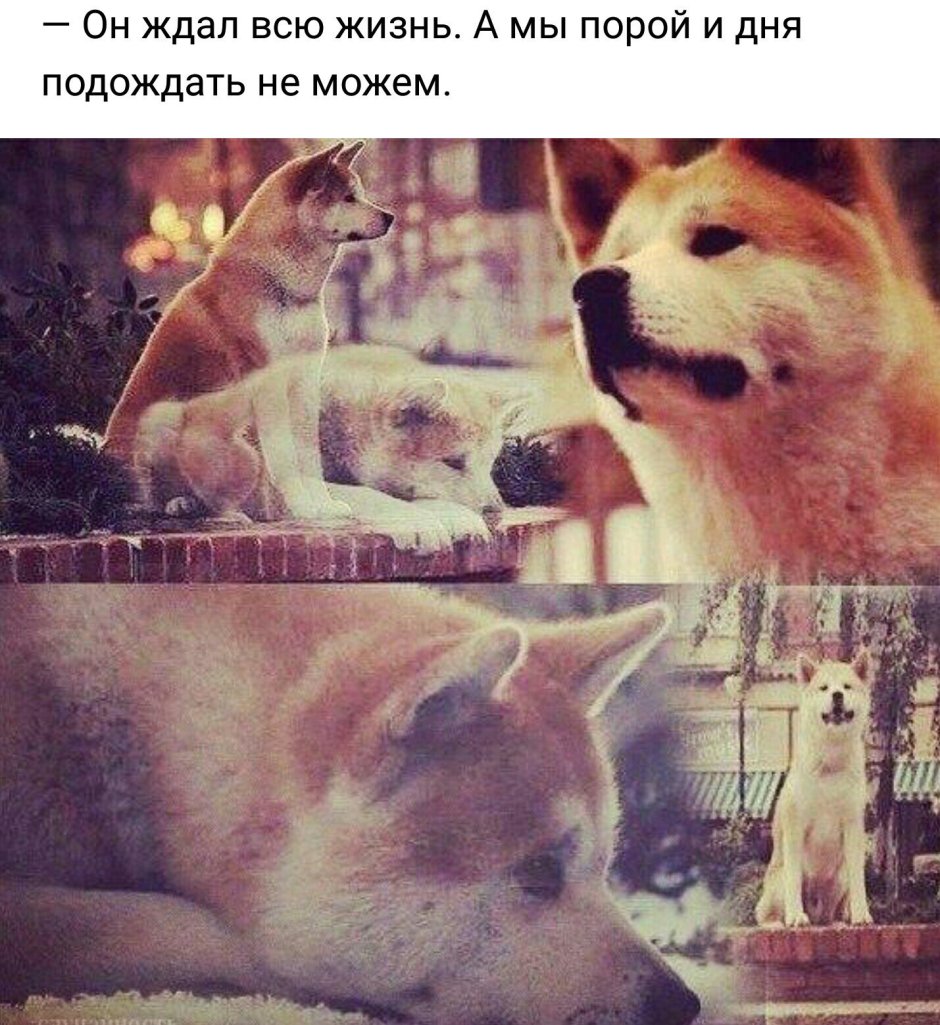 Хатико ждет прикол