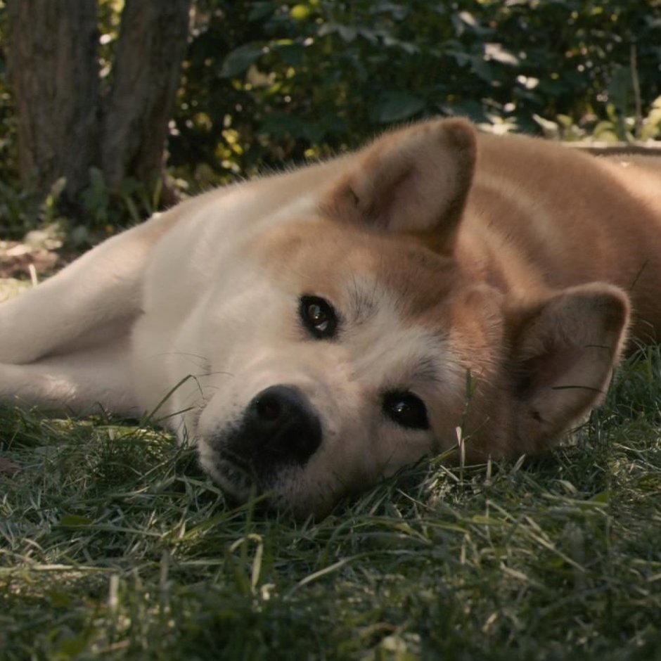 Хатико фото