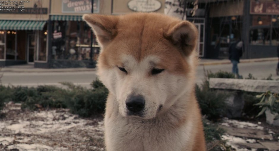 Хаски с фильма Хатико