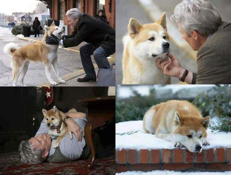 Акита ину и Ричард Гир