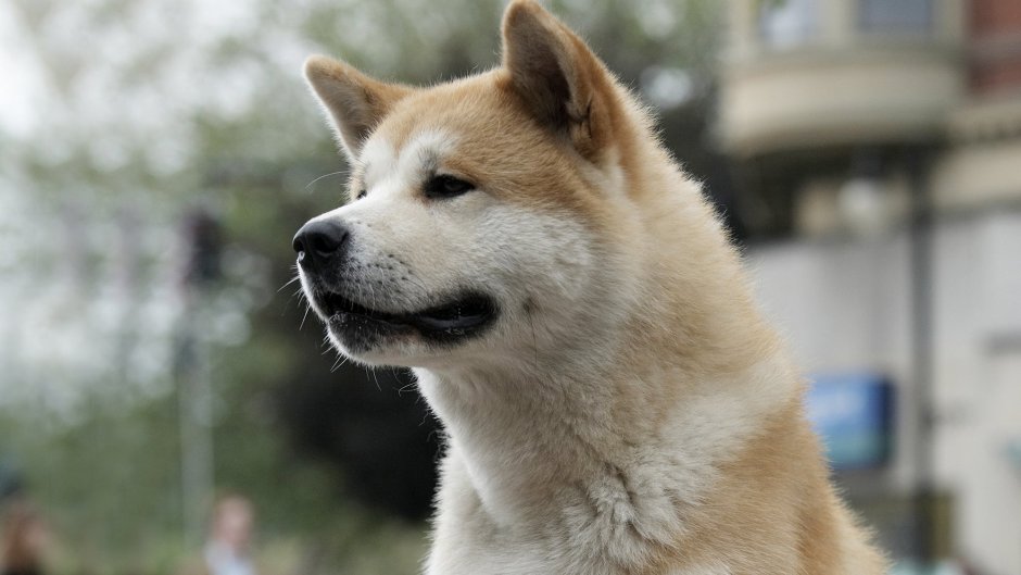 Грустный хатико