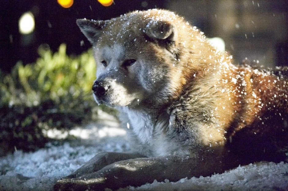 Хатико самый верный друг