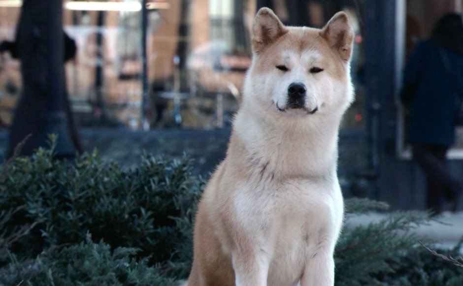 Акита-ину фильм Хатико