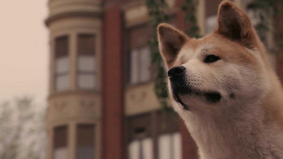 Хатико: самый верный друг фильм 2009