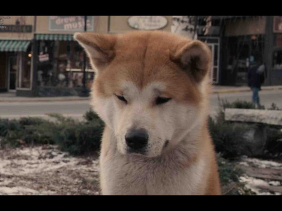 Хатико любовь