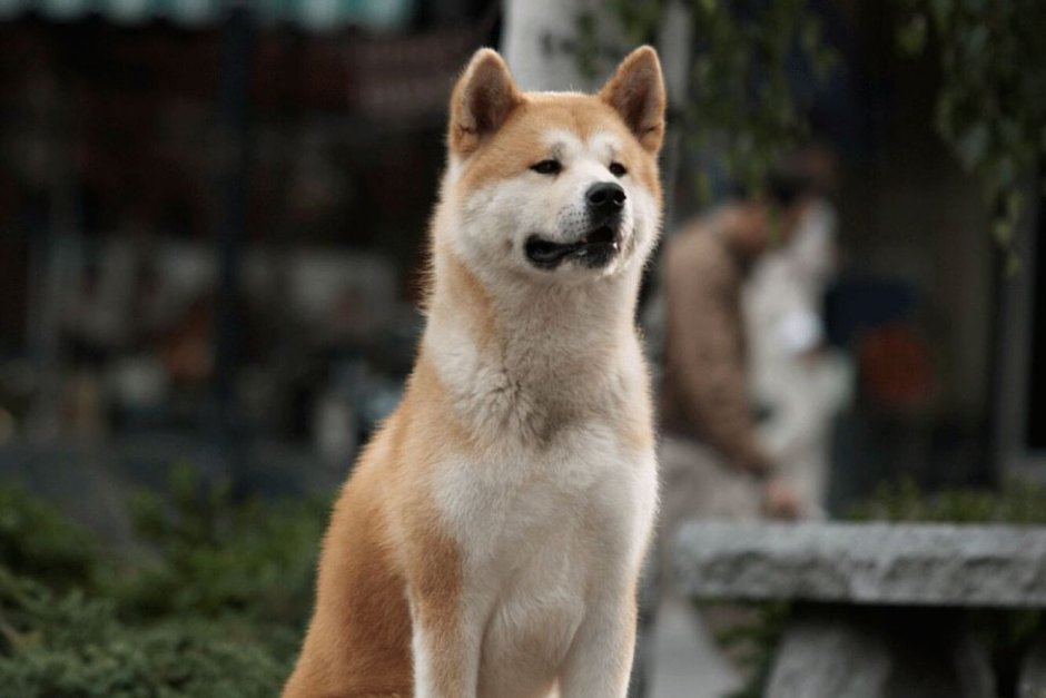 Хатико ждет