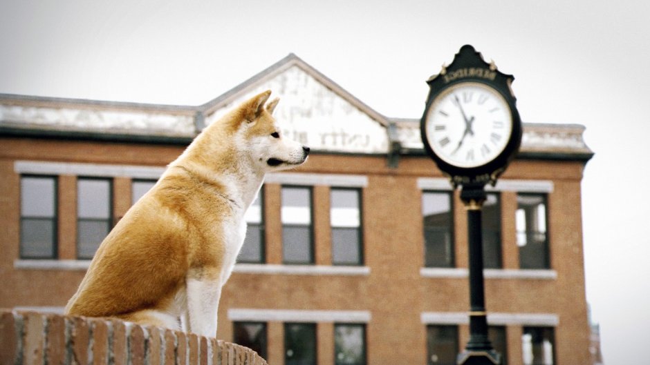 Хатико на вокзале