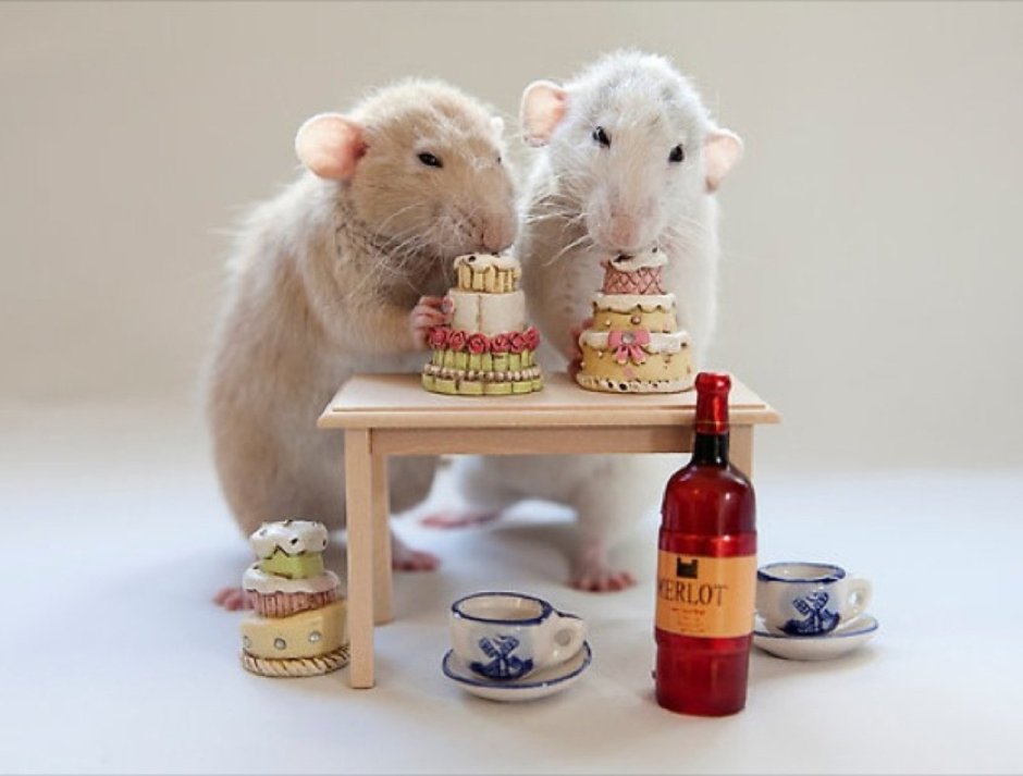 Крыски Эллен Ван Дилен