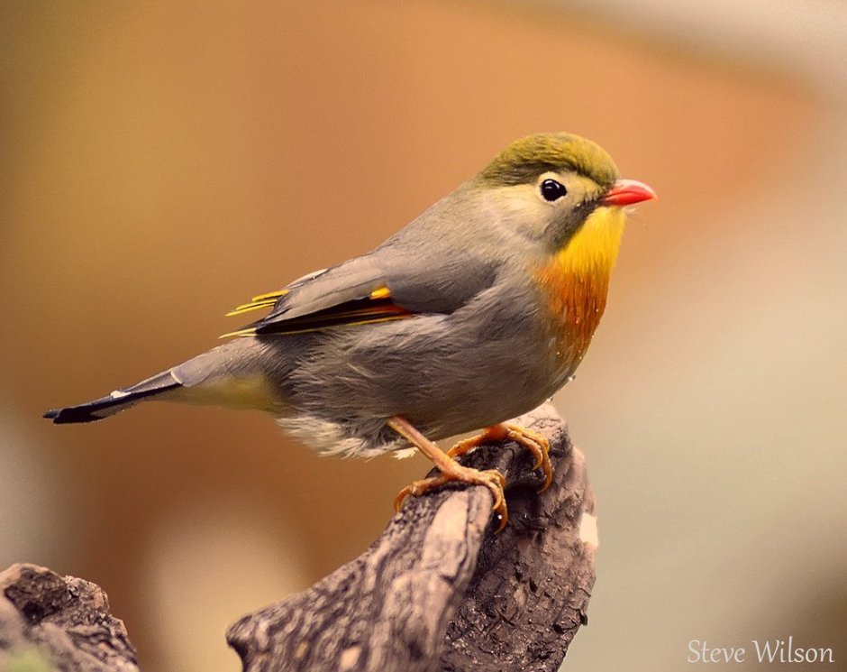 Маленькая птичка с желтым клювом