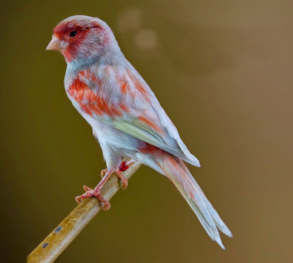 Красный мозаик канарейка