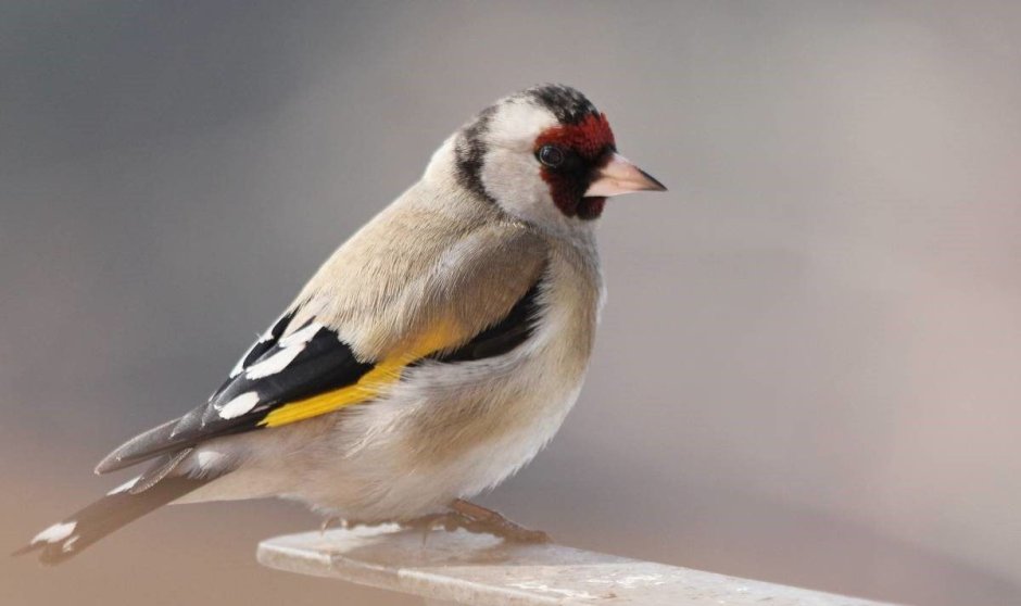 Щегол (Carduelis Carduelis)