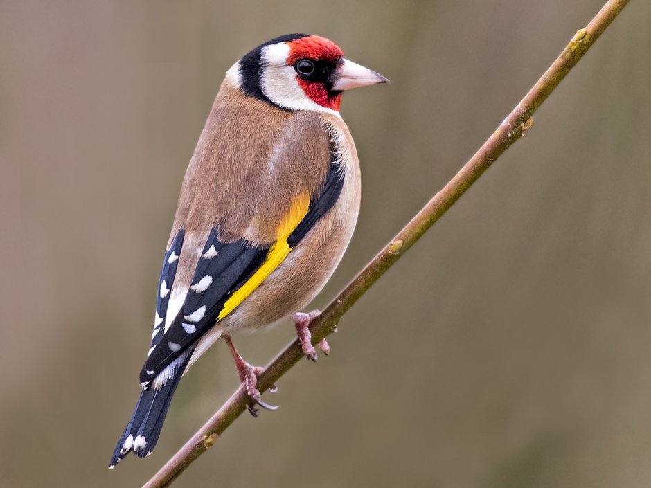 Черноголовый щегол